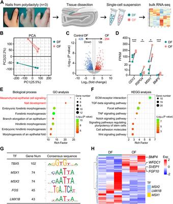 Integrating scRNA-seq and bulk RNA-seq to explore the differentiation mechanism of human nail stem cells mediated by onychofibroblasts